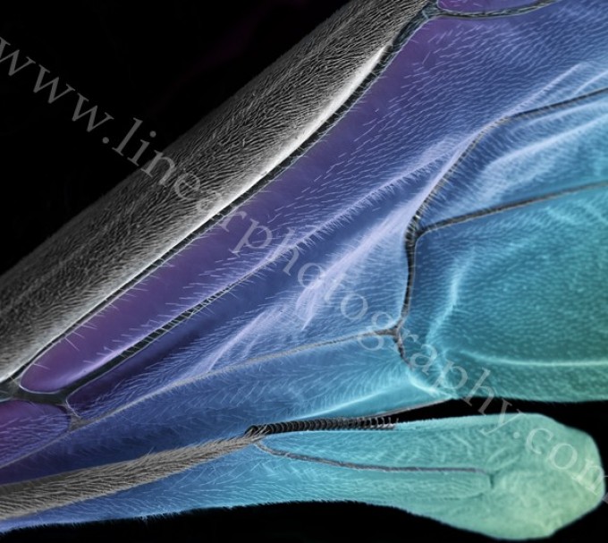 Upcoming show at the Australian Microscopy and Micro Analysis conference